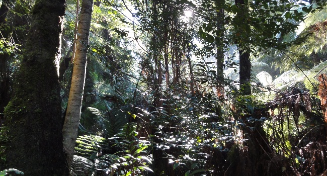 Rainforest, Hoddles Ck Riparian Vegetation Study